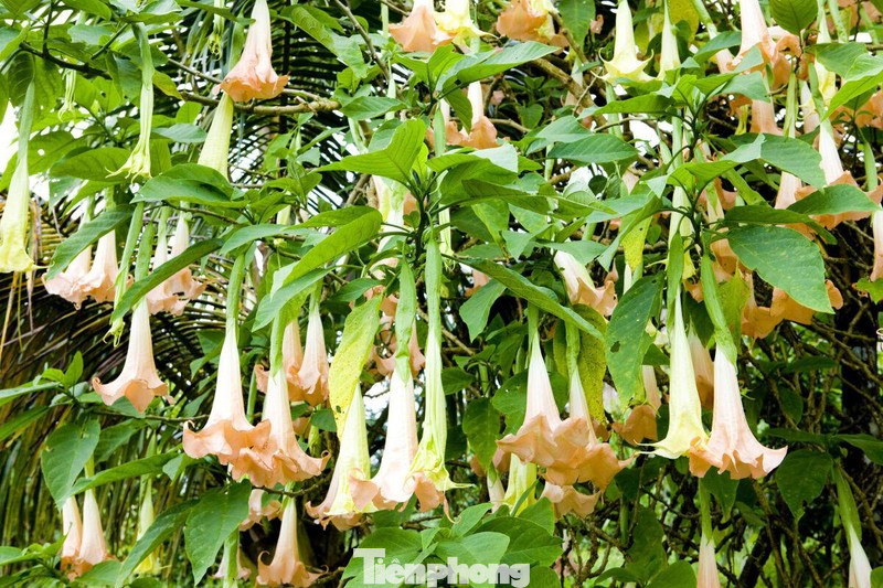 Hoa chuông- người dân xứ Lạng thường nấu ăn. Hoa chuông- người dân xứ Lạng thường nấu ăn.