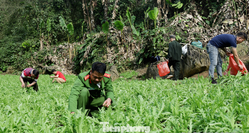 Lực lượng chức năng tiến hành phá nhổ số cây thuốc phiện trồng trái phép. Ảnh: H.T