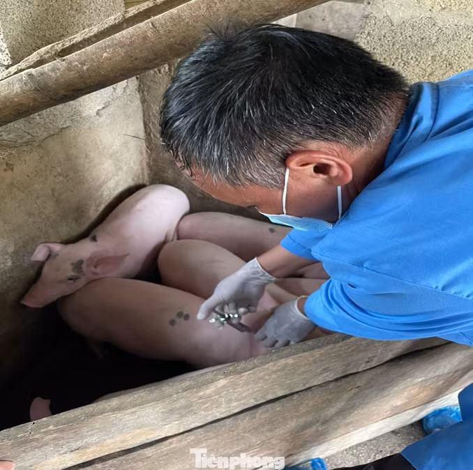 Lực lượng thú ý tỉnh Lạng Sơn tiêm phòng chống dịch bệnh dịch tả châu Phi cho đàn lợn. Ảnh: B.P