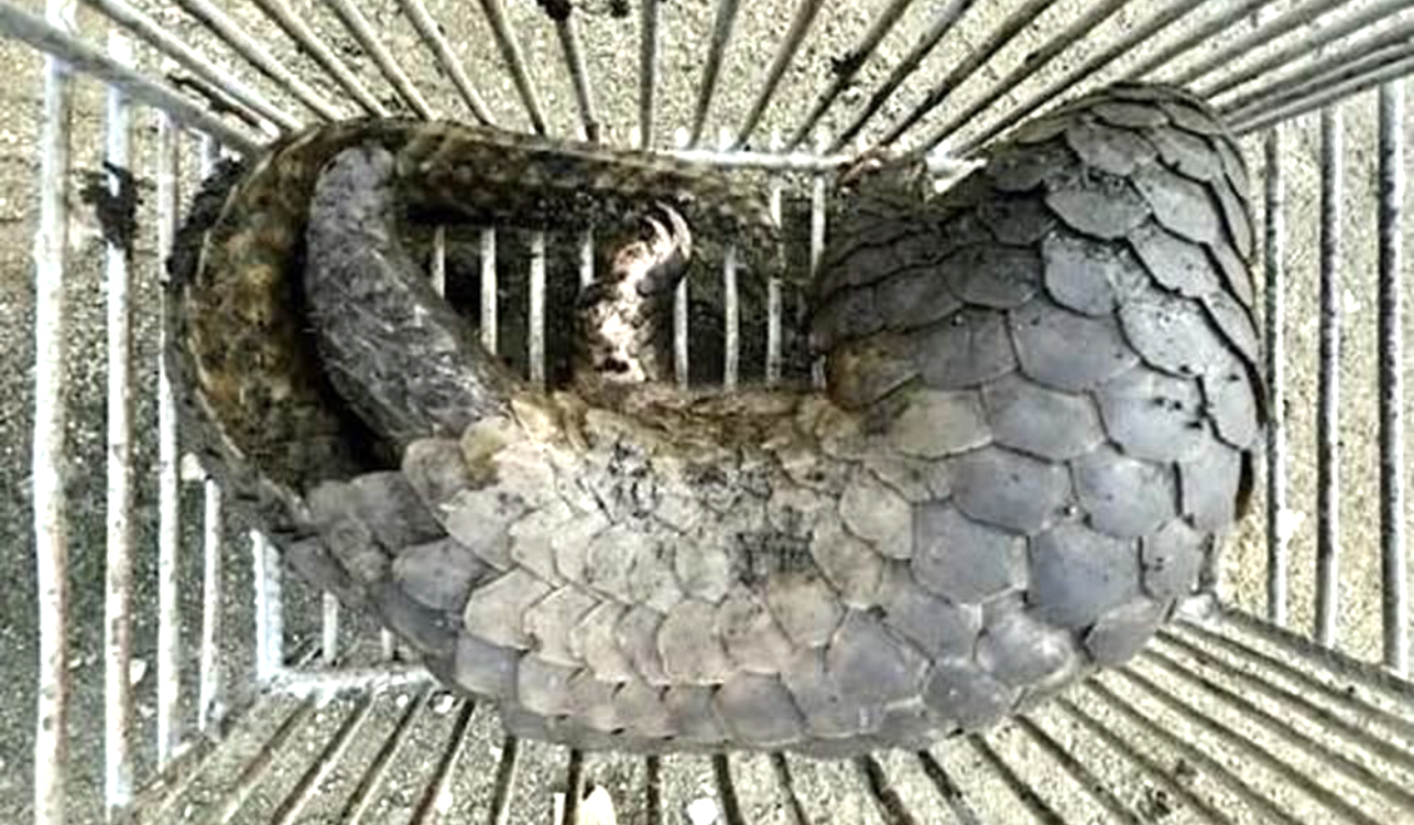 Một trong 2 cá thể động vật nguy cấp quý, hiếm do Hồ Đắc Thiệu vận chuyển. Ảnh: CA Một trong 2 cá thể động vật nguy cấp quý, hiếm do Hồ Đắc Thiệu vận chuyển. Ảnh: CA