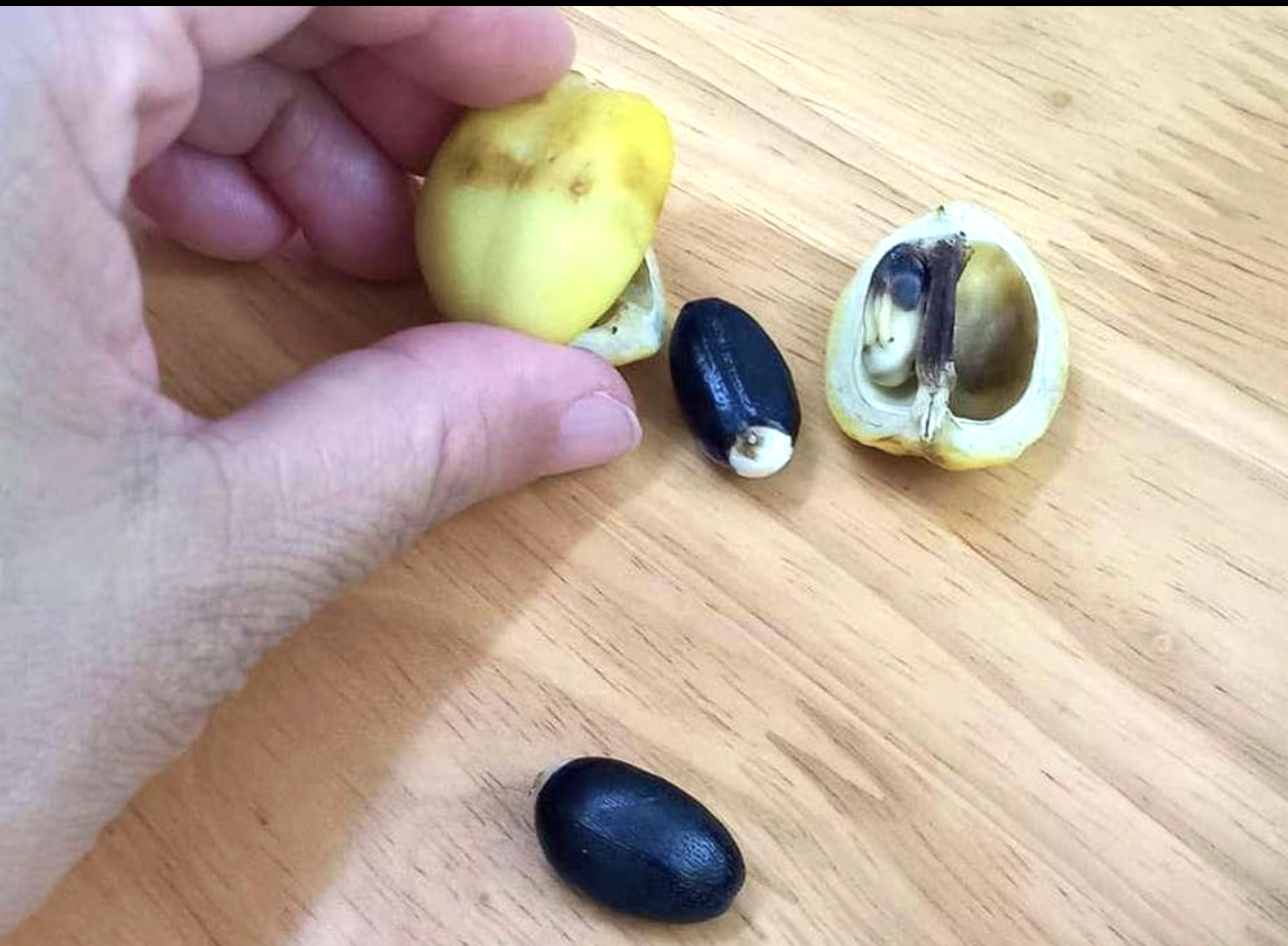 Trái của cây dầu mè mà 5 em nhỏ ở bản Tà Đủ, xã Tân Hợp, huyện rẻo cao Hướng Hóa ăn phải và nhập viện cấp cứu do bị ngộ độc (Ảnh minh họa).