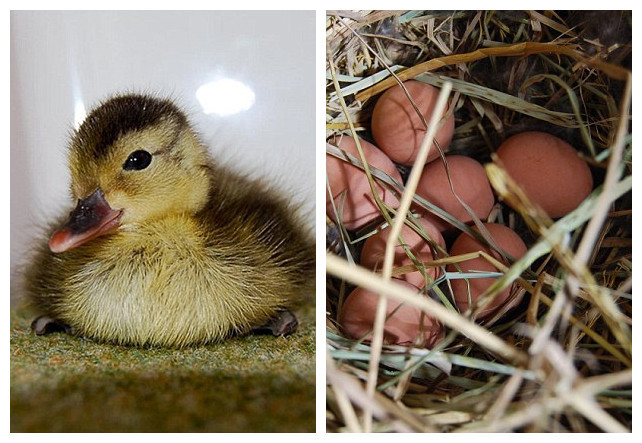 Tiến hành ấp trứng nhân tạo tại trung tâm Antsohihy, 18 con vịt đã ra đời.