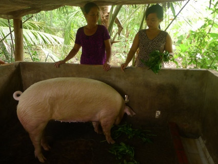 Nữ sinh nghèo 12 năm nuôi heo đất dành tiền đi học ảnh 1