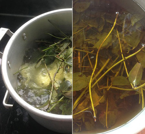 Tắm lá cho trẻ tiềm ẩn nguy cơ nhiễm trùng máu ảnh 1