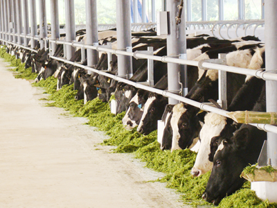 Bò được đeo số tai để nhận dạng; quản lý bằng chíp điện tử