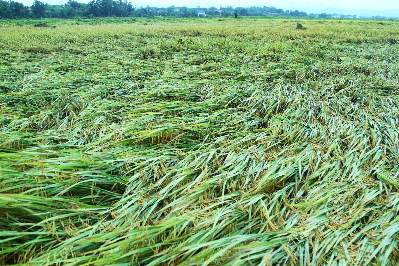 Mưa lớn khiến lúa sắp đến kỳ thu hoạch gãy đổ.