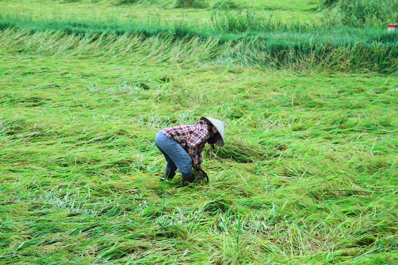Bà con nông dân đang chạy đua thu hoạch lúa, tránh lúa ngâm nước lâu ngày ảnh hưởng đến năng suất và chất lượng
