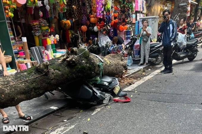 Thân cây xà cừ đổ đè bẹp 2 chiếc xe máy. Cành cây đổ hướng ra ngoài đường đè trúng một phụ nữ đang đi xe máy (Ảnh: T.T).