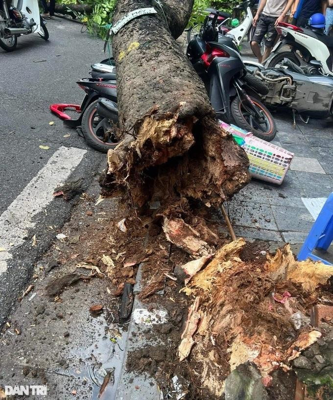 Cận cảnh phần gốc cây bị mục ruỗng (Ảnh: T.T).