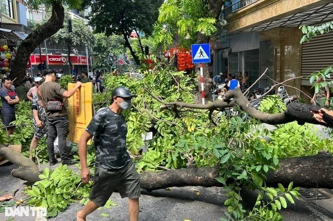 Thân cây xà cừ đổ đối diện số 70 Hàng Mã (Ảnh: T.T).