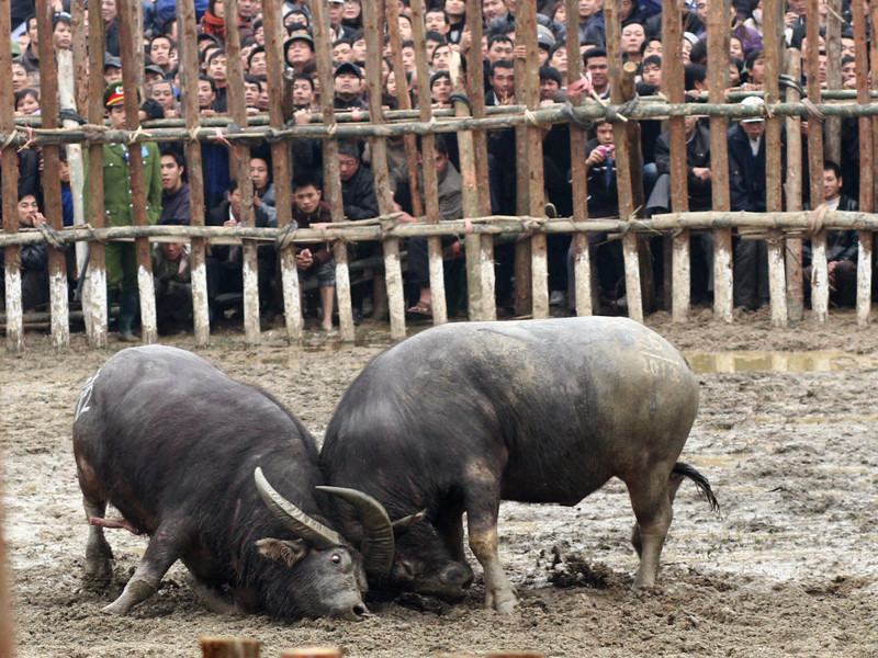 Nhiều miếng đánh được các ông Cầu sử dụng: ghì 