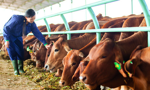 Bầu Đức: 'Tôi không ngại TPP' ảnh 1