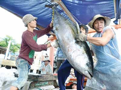 Ngư dân Tư Nghĩa, Quảng Ngãi thu hoạch cá ngừ đại dương