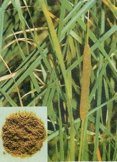 Bài thuốc trị viêm loét dạ dày - tá tràng