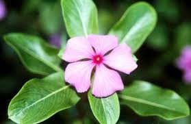 Trà dược chữa tăng huyết áp