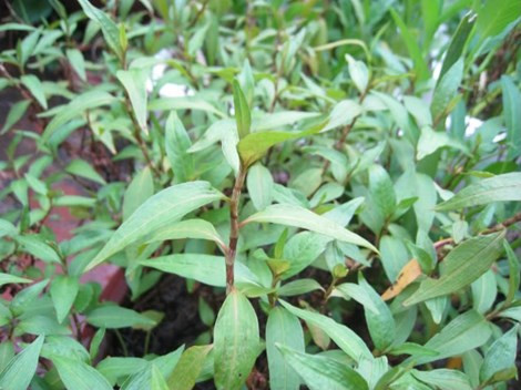 10 thực phẩm cho làn da sáng đẹp