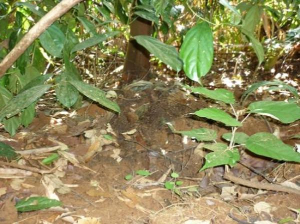 Qua phân tích gen 22 mẫu phân tê giác như thế này thu thập tại Vườn Quốc gia Cát Tiên đều thuộc về một cá thể và cũng chính là con tê giác chết vào tháng 4/2010