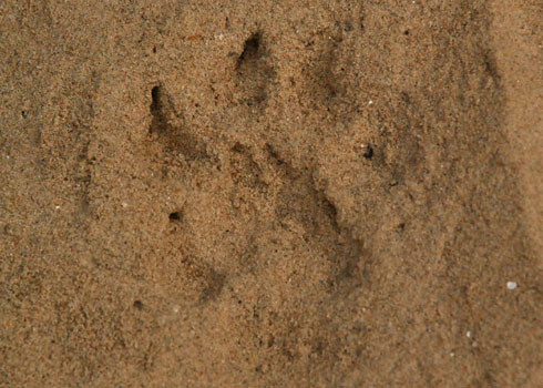 Dấu chân dã thú sáng 11-5 vẫn còn để lại tươi mới bên bờ biển. Căn cứ vào vết chân với móng vuốt giống mèo, cách xé xác và ăn thịt chó nhà, Cục trưởng kiểm lâm Quảng Ngãi Nguyễn Văn Hân cho rằng có thể thủ phạm không phải là gấu mà là báo đốm sống chuồng từ một nơi nuôi động vật hoang dã trái phép nào đó. 