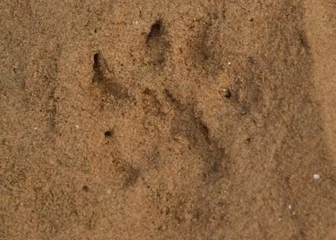 Dấu chân dã thú sáng 11-5 vẫn còn để lại tươi mới bên bờ biển. Căn cứ vào vết chân với móng vuốt giống mèo, cách xé xác và ăn thịt chó nhà, Cục trưởng kiểm lâm Quảng Ngãi Nguyễn Văn Hân cho rằng có thể thủ phạm không phải là gấu mà là báo đốm sống chuồng từ một nơi nuôi động vật hoang dã trái phép nào đó. 