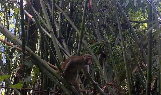 Hình ảnh loài linh trưởng quý hiếm được phát hiện tại Khu bảo tồn thiên nhiên Pù Hu