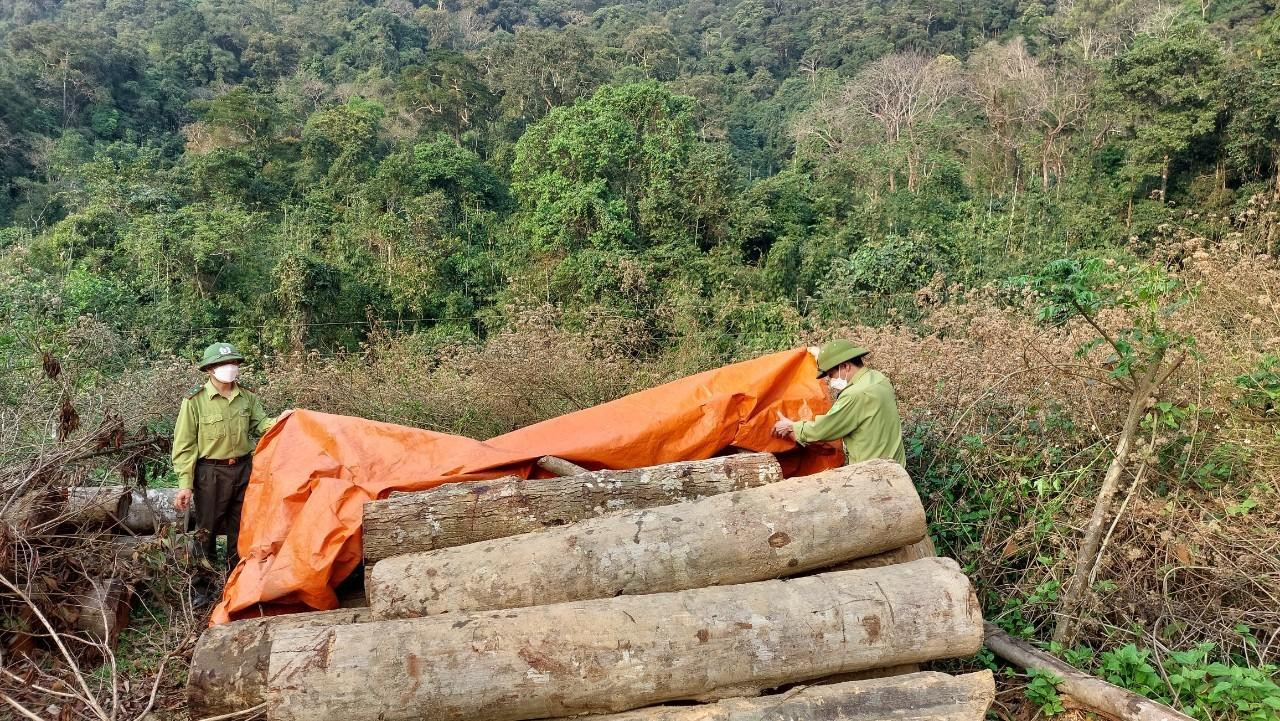 Số gỗ bị khai thác trái phép Số gỗ bị khai thác trái phép