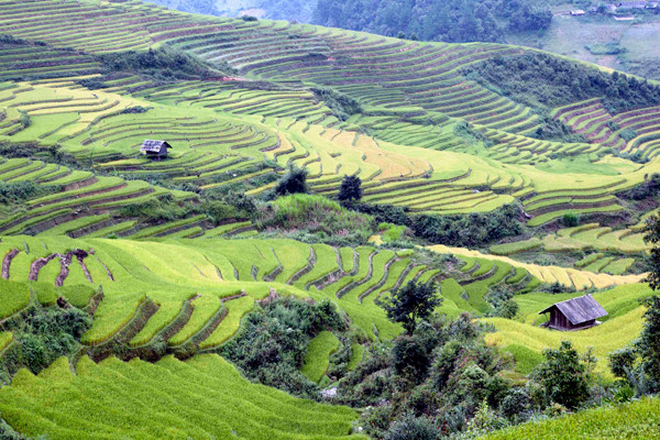 Vào mùa Hạ, đó là những bức thảm mơn mởn màu xanh lúa non và đến mùa Thu lại trở thành những làn sóng lúa chín vàng rực rỡ.