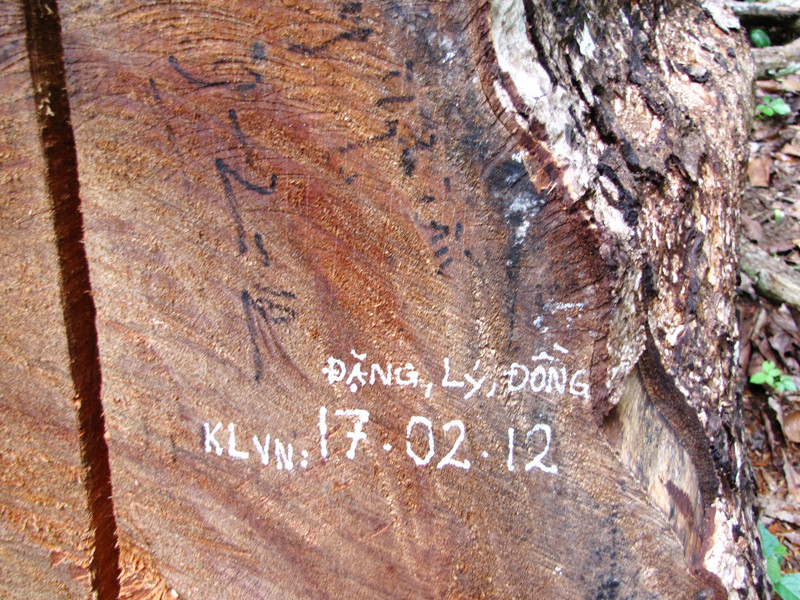 Nhiều trường hợp bị lực lượng kiểm lâm phát hiện, gỗ được đánh dấu và giữ nguyên ở hiện trường