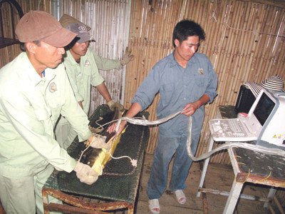 Siêu âm tìm cá tầm cái cho trứng