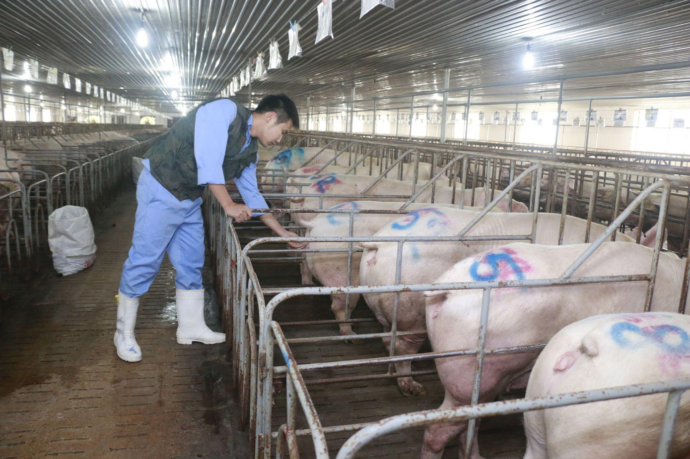 Tập đoàn Mavin hoạt động khép kín chuỗi giá trị “Từ nông trại tới bàn ăn” trong các lĩnh vực: trang trại, thức ăn chăn nuôi, thuốc thú y và thực phẩm. Tập đoàn Mavin hoạt động khép kín chuỗi giá trị “Từ nông trại tới bàn ăn” trong các lĩnh vực: trang trại, thức ăn chăn nuôi, thuốc thú y và thực phẩm.