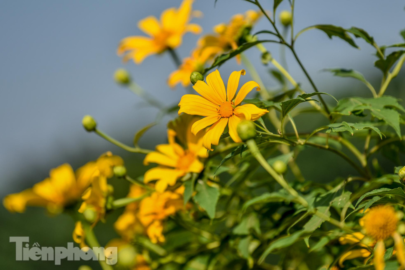 Dã quỳ còn được biết đến với nhiều tên gọi như cúc quỳ hay hướng dương dại.