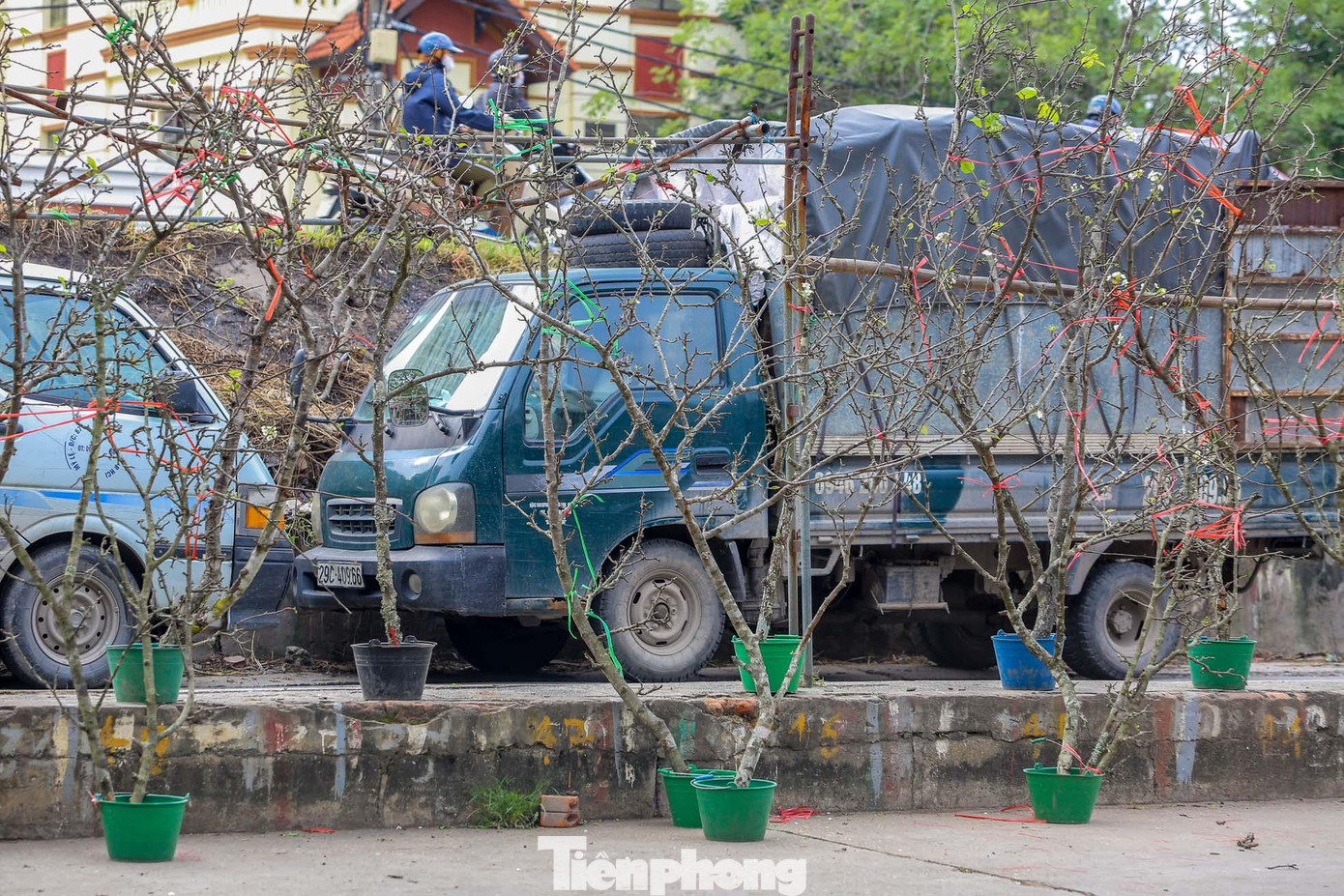 Hoa lê trắng có ngoài vẻ đẹp và độ bền còn biểu tượng cho sự hiếu thảo của con cháu đối với ông bà, tổ tiên, nên nhiều người dùng những cành nhỏ cắm một bình đặt lên bàn thờ.
