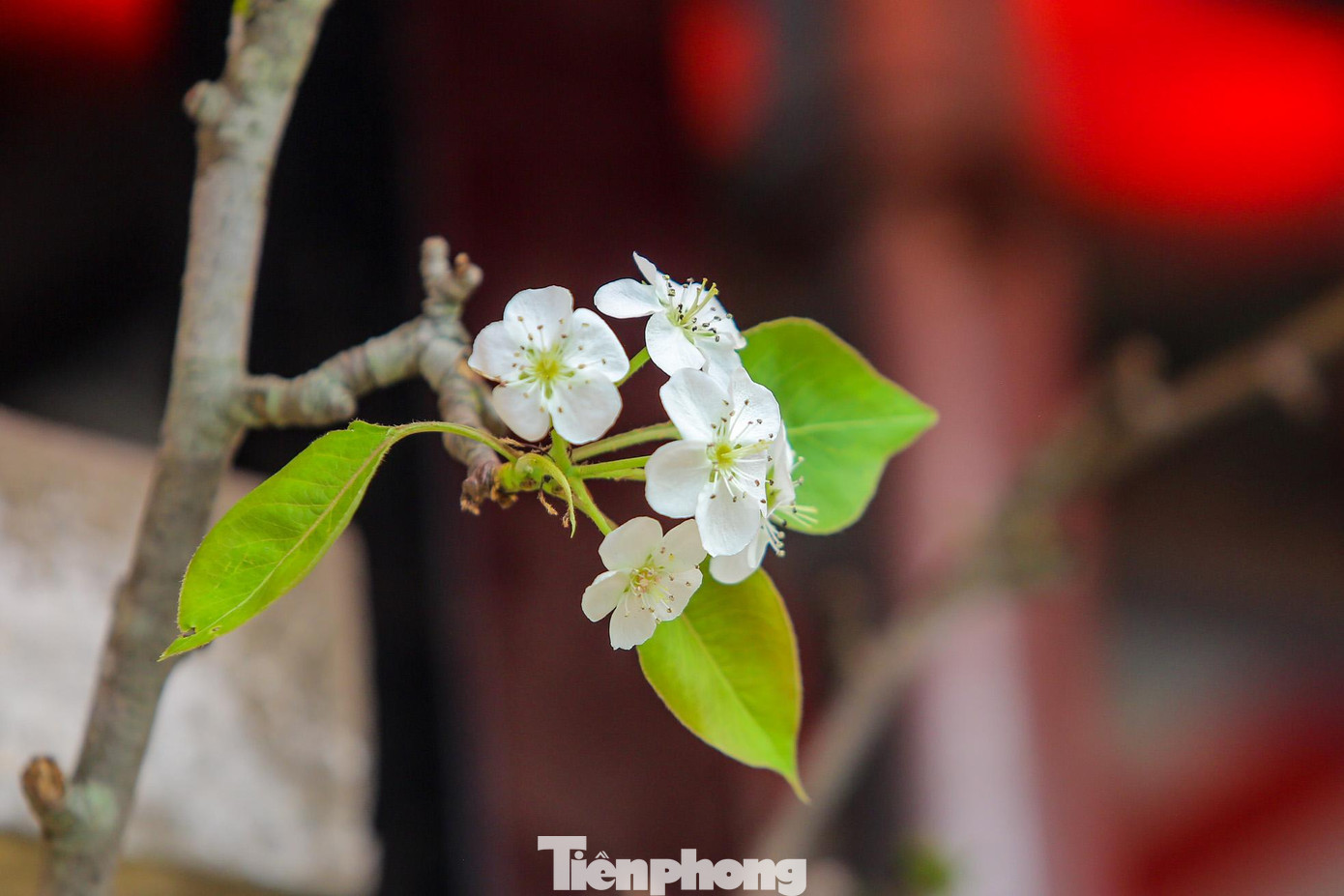 Hoa lê rừng (hay còn gọi là hoa lê trắng, hoa mắc cọp) vốn được trồng nhiều ở các tỉnh phía Bắc như: Cao Bằng, Lào Cai, Hà Giang, Lạng Sơn… được các dân buôn đem về Thủ đô.