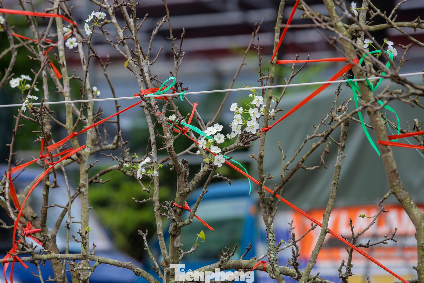 Loài hoa có sức sống bền vì thế người chơi có thể sử dụng được lâu hơn mà không lo bị héo hay thối gốc.