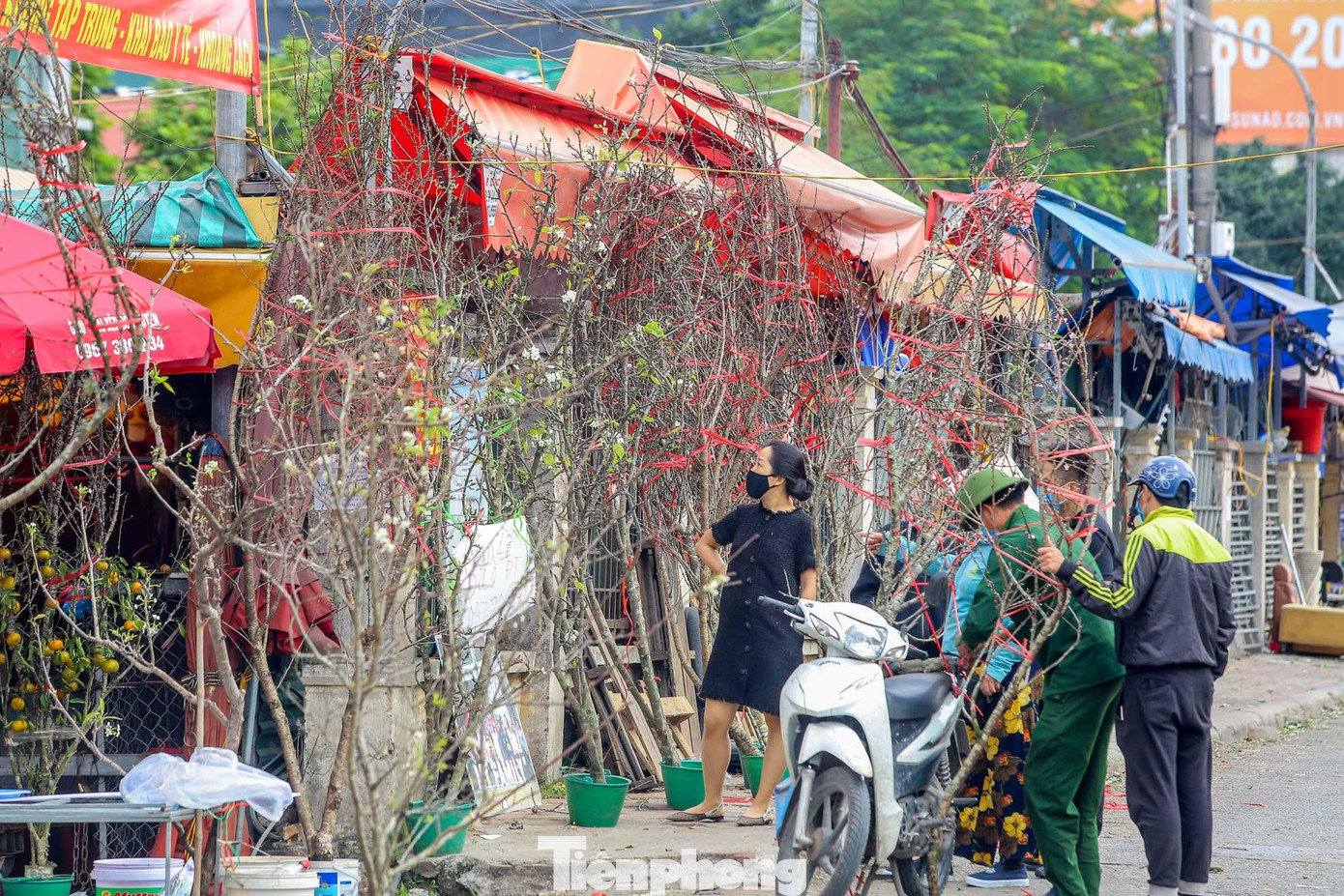 Hoa lê trắng xuất hiện tại thời điểm này khiến nhiều người này khá bất ngờ vì loài hoa này thường được người dân sắm sau Tết Nguyên đán.