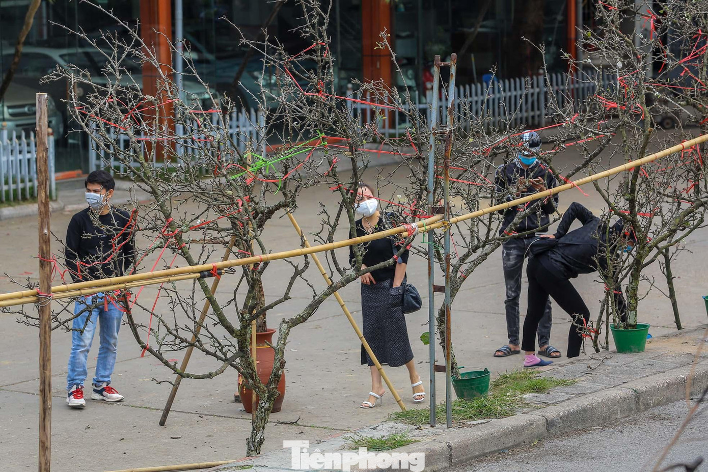 Hiện tại, giá được bán dao động từ 400.000 đồng - 1 triệu đồng tùy dáng, độ lớn của cành. Những cành khủng nhiều nụ có giá từ 2-4 triệu đồng, cao hơn chút so với mọi năm.