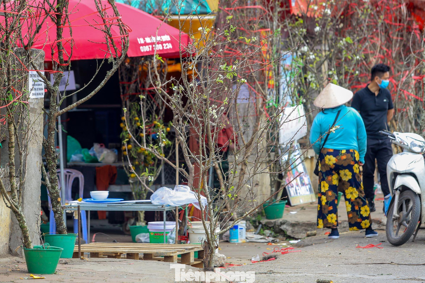 Các tiểu thương ở đây cho biết, do thời tiết thuận lợi nên hoa lê nở sớm hơn.