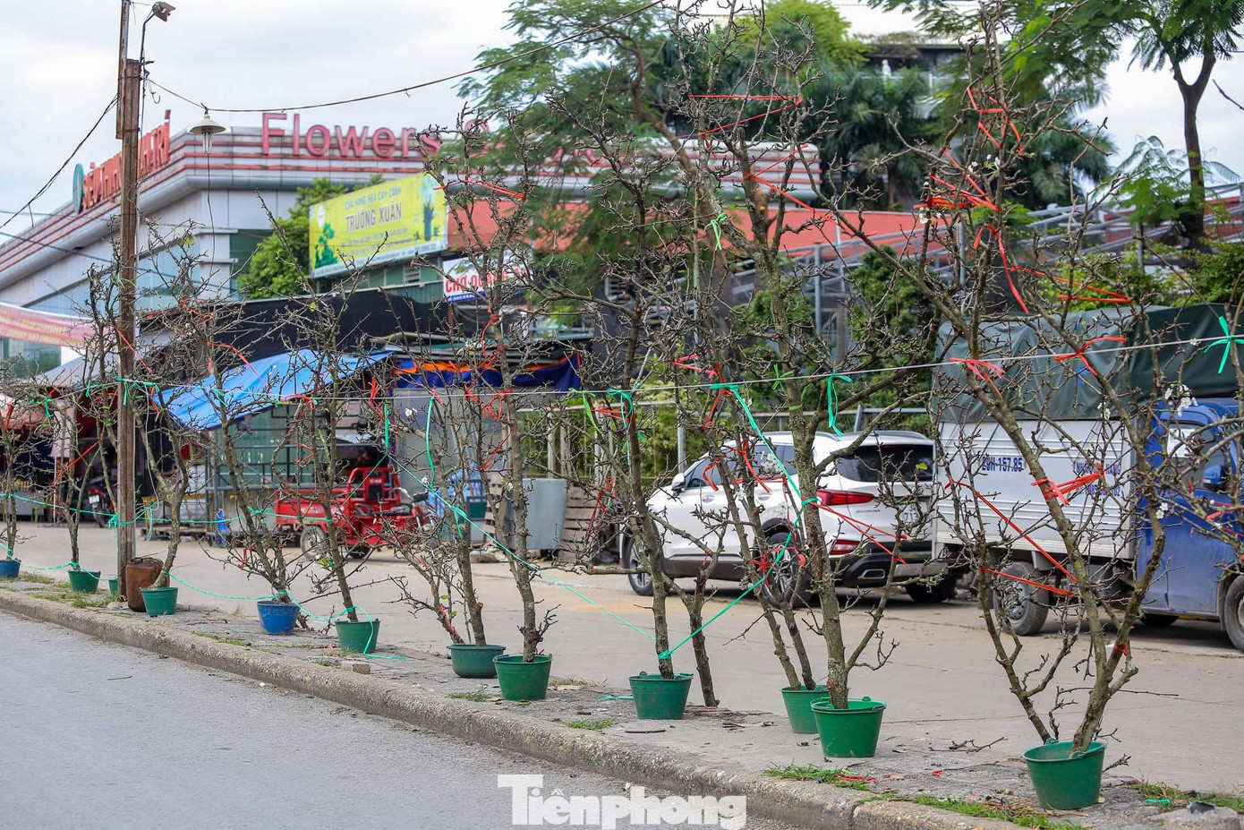 Hoa lê trắng được bày bán dọc đường Âu Cơ.