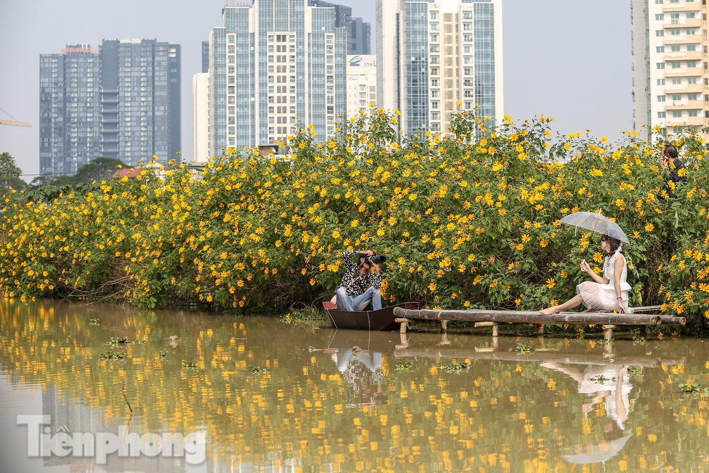 Hoa dã quỳ bắt đầu nở đẹp nhất từ đầu tháng 11 và tàn vào giữa tháng 12, cây thường mọc thành bụi cao khoảng 2-3 m.
