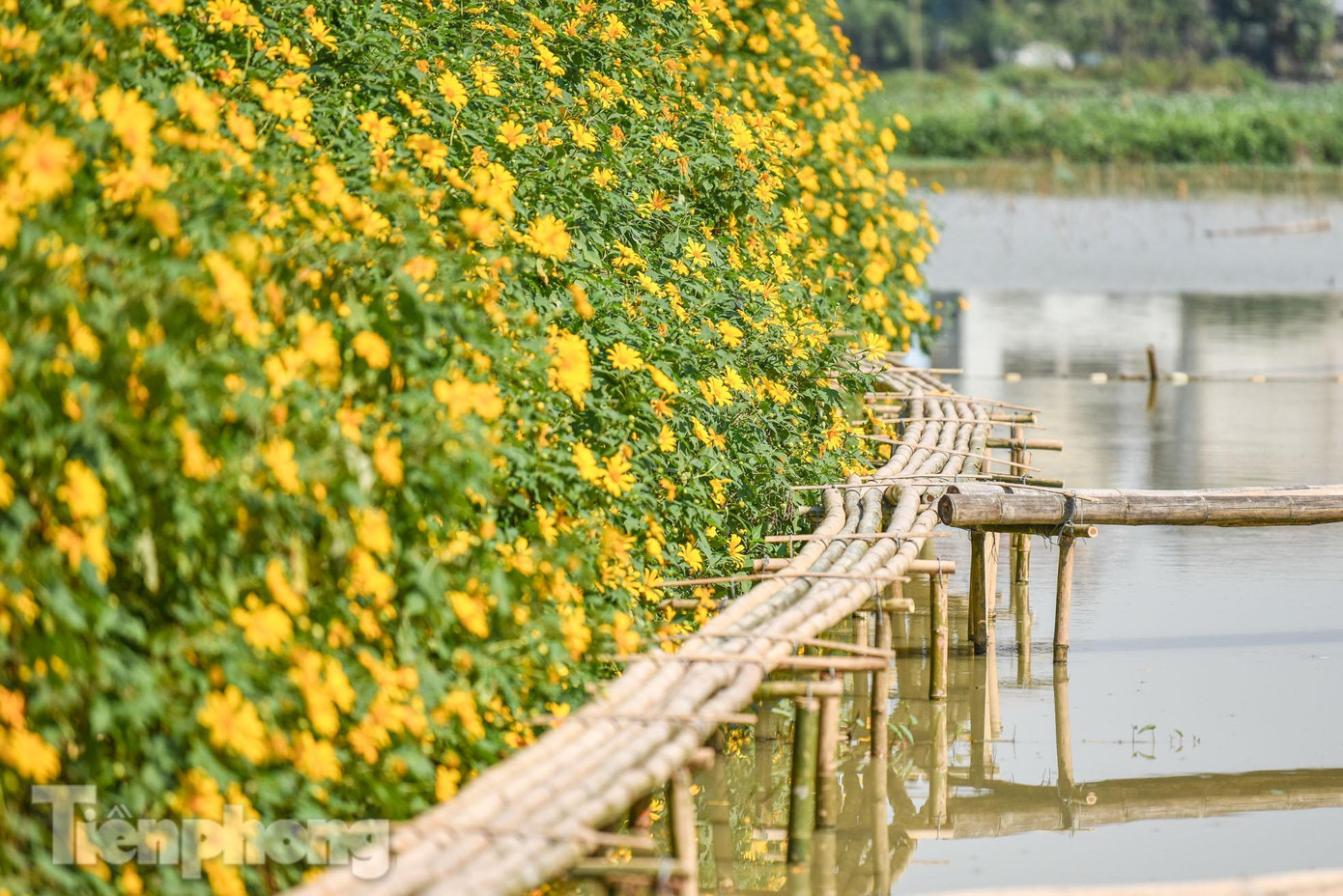 Trước kia, khu vườn của anh là một đầm sen. Tuy nhiên vài năm trở lại đây, sen mất mùa, anh Đạt đã nghĩ ra một hướng đi khác. Xuất phát từ một lần đi chơi Ba Vì, do thấy đẹp và có nhiều khách check in, anh đã xin ít mẫu hoa của bạn bè để gieo trồng.