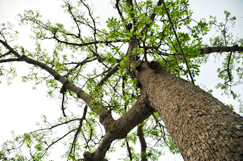 Cây gạo cổ thụ trước chùa làng Khúc Thủy