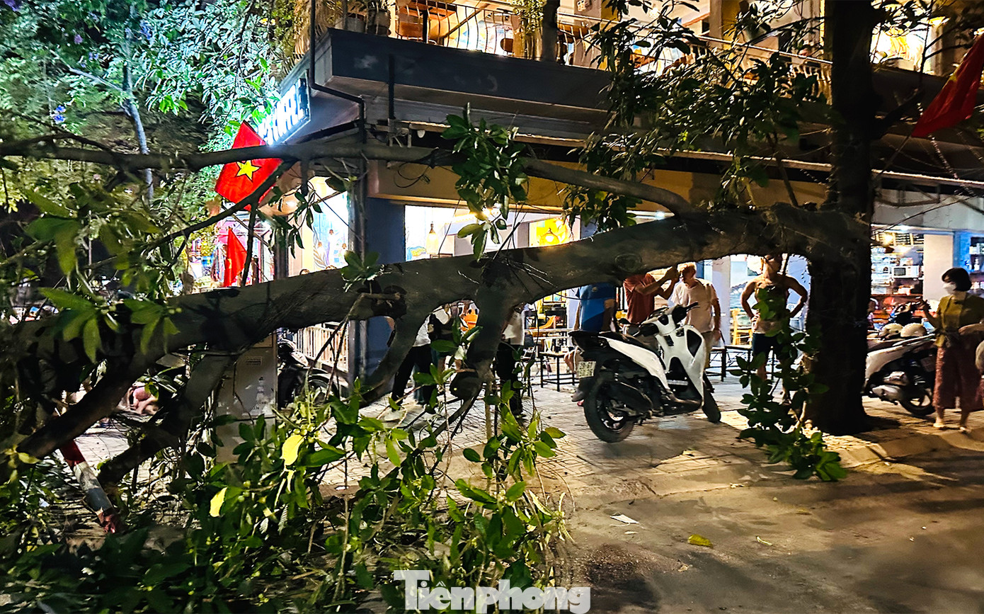 Nhánh cây đa bị gãy cao khoảng 15 mét.