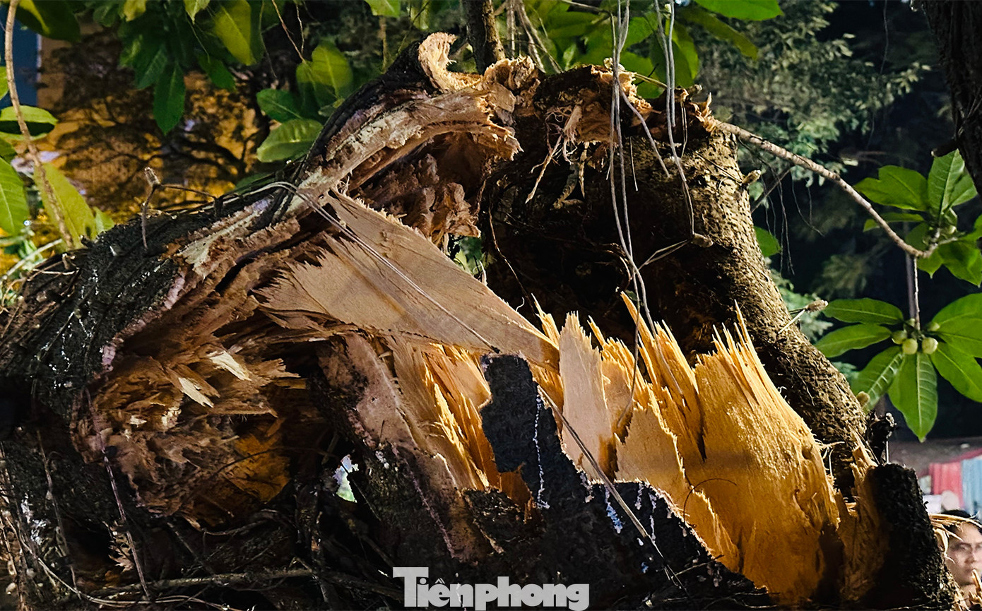 Cành cây bị sâu đục thân lâu ngày...