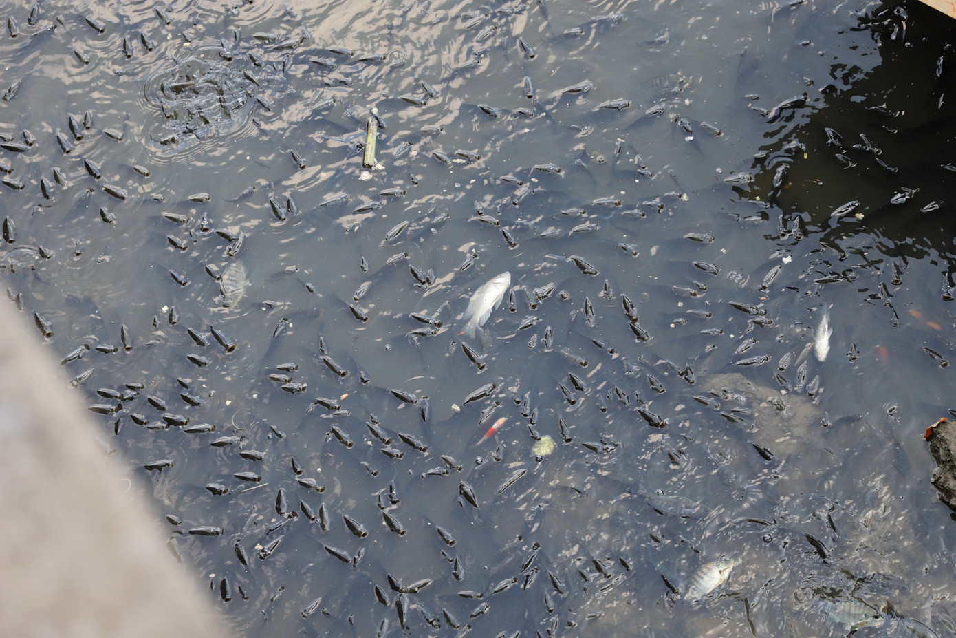 Cả triệu con cá nổi lên kín mặt nước để đớp không khí. Ảnh: Tuấn Kiệt. Cả triệu con cá nổi lên kín mặt nước để đớp không khí. Ảnh: Tuấn Kiệt.