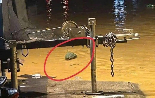 Hình ảnh cá sấu được chia sẻ trên trên mạng xã hội.