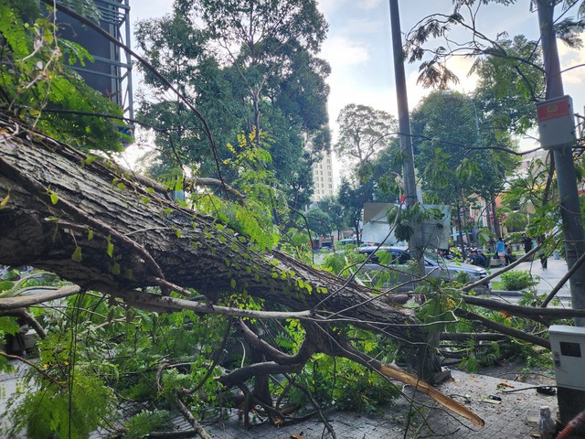 Tại vị trí nhánh cây tét có dấu hiệu bị khô, cằn cỗi dù cây vẫn xanh tốt, phần ngọn cao gần 20 m Tại vị trí nhánh cây tét có dấu hiệu bị khô, cằn cỗi dù cây vẫn xanh tốt, phần ngọn cao gần 20 m