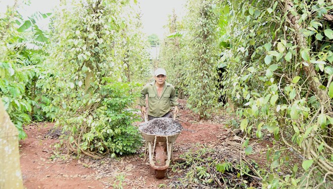 Người dân quay trở lại với cuộc sống thường nhật sau sự việc nhóm đối tượng dùng súng, dao tấn công trụ sở UBND xã Ea Tiêu và Ea Ktur, huyện Cư Kuin, tỉnh Đắk Lắk. Ảnh: Quang Thái/TTXVN.