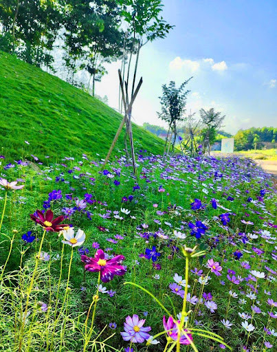 Nở rộ trên đất vương triều