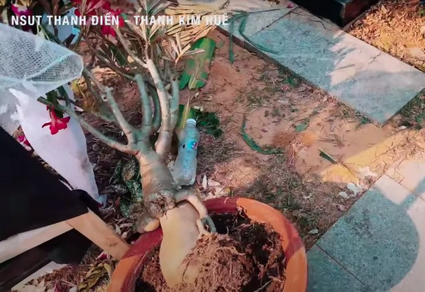 Ca sĩ Hồng Phượng - đại diện gia đình NSƯT Vũ Linh - hứa cùng NSƯT Thanh Điền tu sửa mộ phần NSƯT Thanh Kim Huệ.