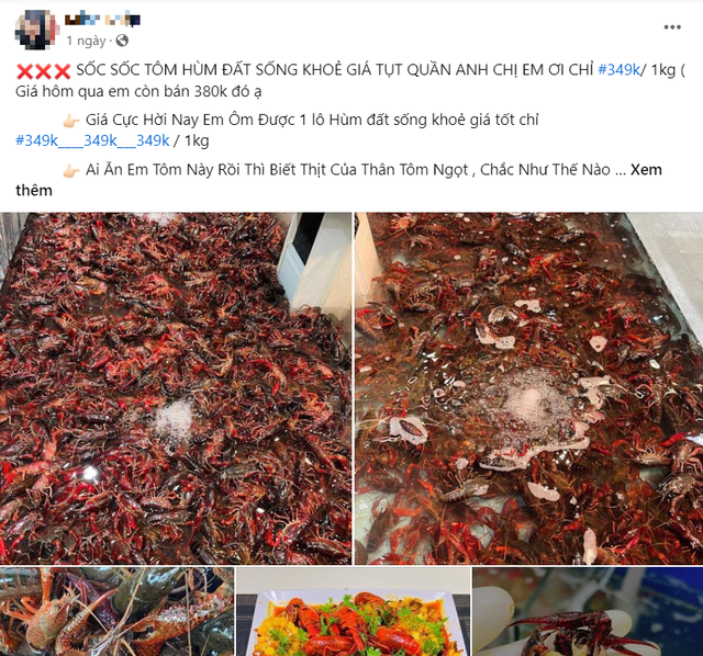 Tôm hùm đất bán tràn lan trên mạng xã hội. Ảnh chụp màn hình. Tôm hùm đất bán tràn lan trên mạng xã hội. Ảnh chụp màn hình.
