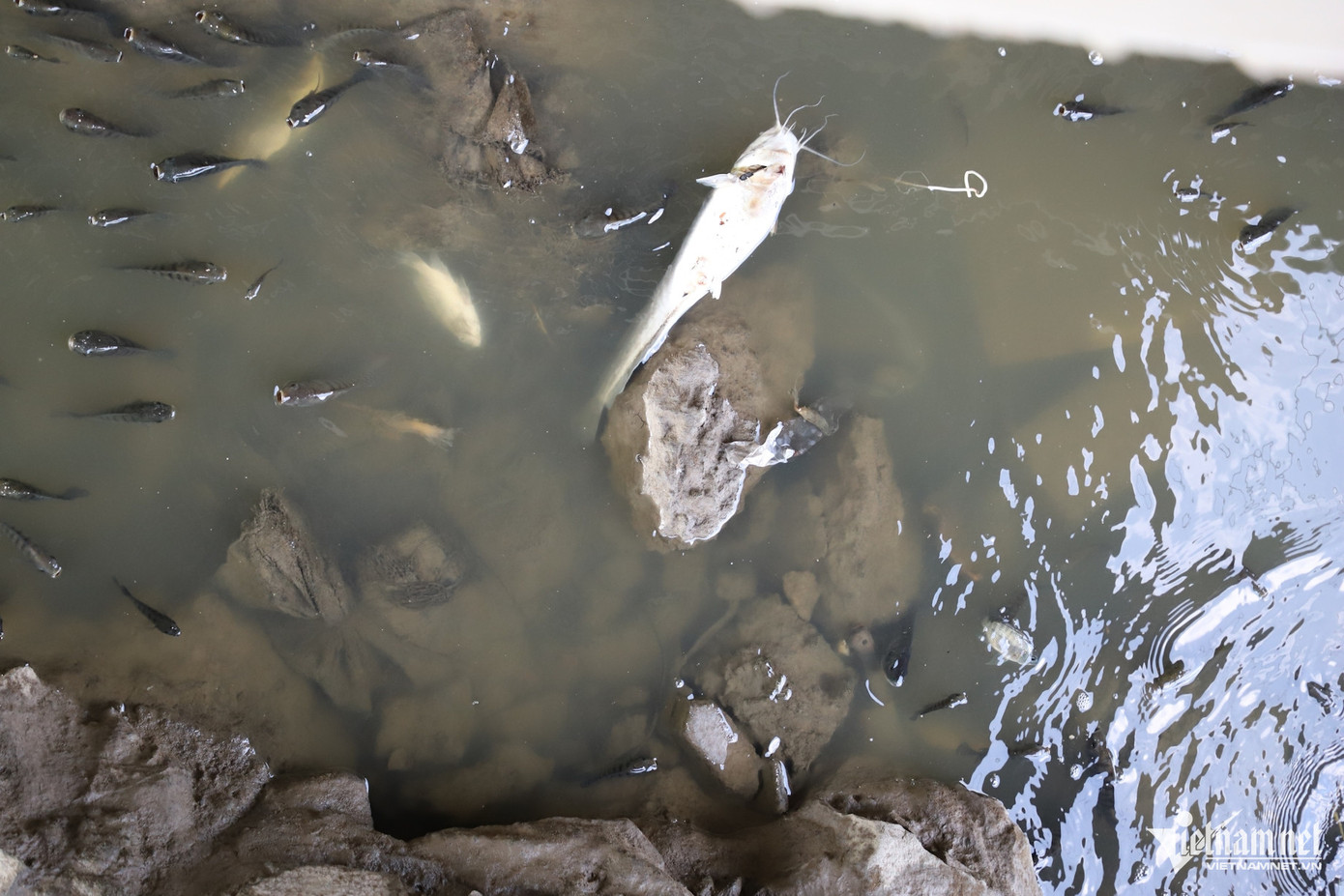 Một con cá trê cỡ lớn chết, dạt vào bờ kênh Nhiêu Lộc - Thị Nghè. Ảnh: TK. Một con cá trê cỡ lớn chết, dạt vào bờ kênh Nhiêu Lộc - Thị Nghè. Ảnh: TK.